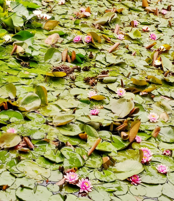 大美永定·永定河成為動植物新樂園 大美永定·永定河成為動植物新樂園