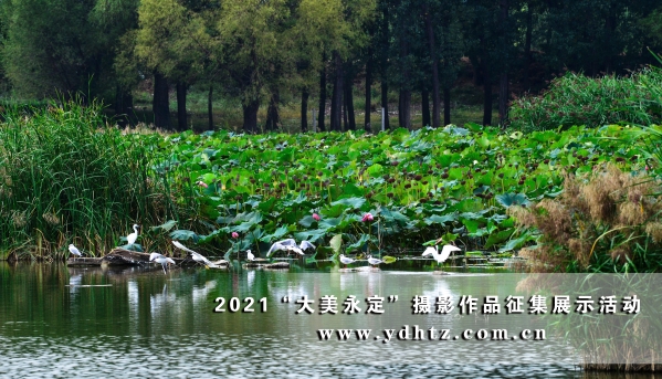 【大美永定】官?gòu)d水庫(kù)國(guó)家濕地公園成生態(tài)文旅熱土 【大美永定】官?gòu)d水庫(kù)國(guó)家濕地公園成生態(tài)文旅熱土