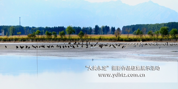 【大美永定】生態(tài)修復再現(xiàn)鳥類樂園 【大美永定】生態(tài)修復再現(xiàn)鳥類樂園