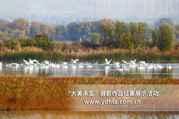 【大美永定】生態(tài)修復再現(xiàn)鳥類樂園 【大美永定】生態(tài)修復再現(xiàn)鳥類樂園