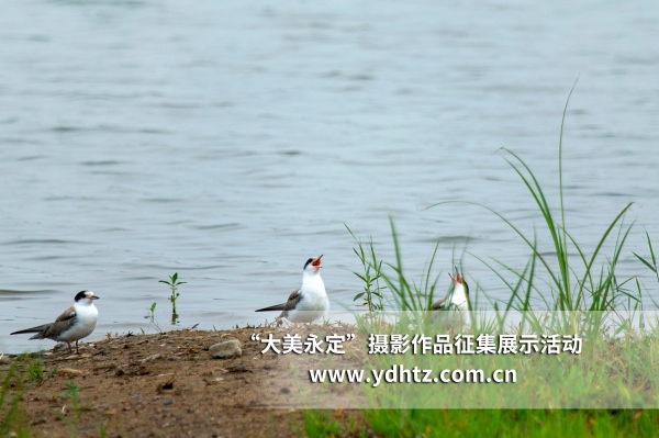 【大美永定】生態(tài)修復再現(xiàn)鳥類樂園 【大美永定】生態(tài)修復再現(xiàn)鳥類樂園