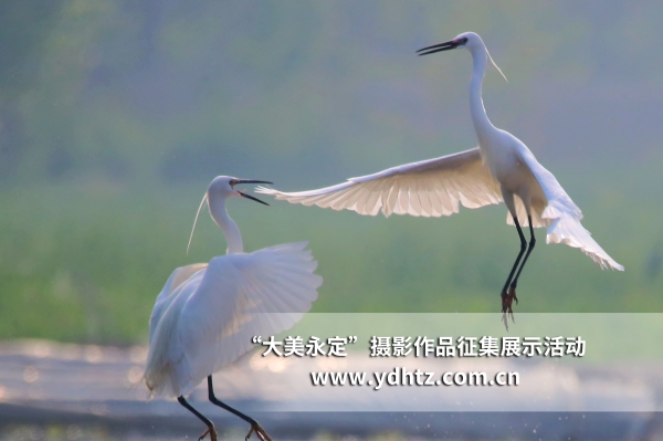 【大美永定】生態(tài)修復再現(xiàn)鳥類樂園 【大美永定】生態(tài)修復再現(xiàn)鳥類樂園