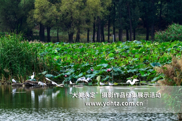 【大美永定】生態(tài)修復再現(xiàn)鳥類樂園 【大美永定】生態(tài)修復再現(xiàn)鳥類樂園