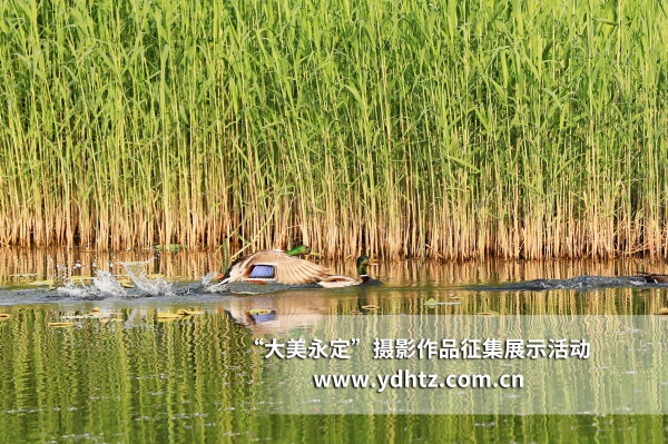 【大美永定】生態(tài)修復再現(xiàn)鳥類樂園 【大美永定】生態(tài)修復再現(xiàn)鳥類樂園