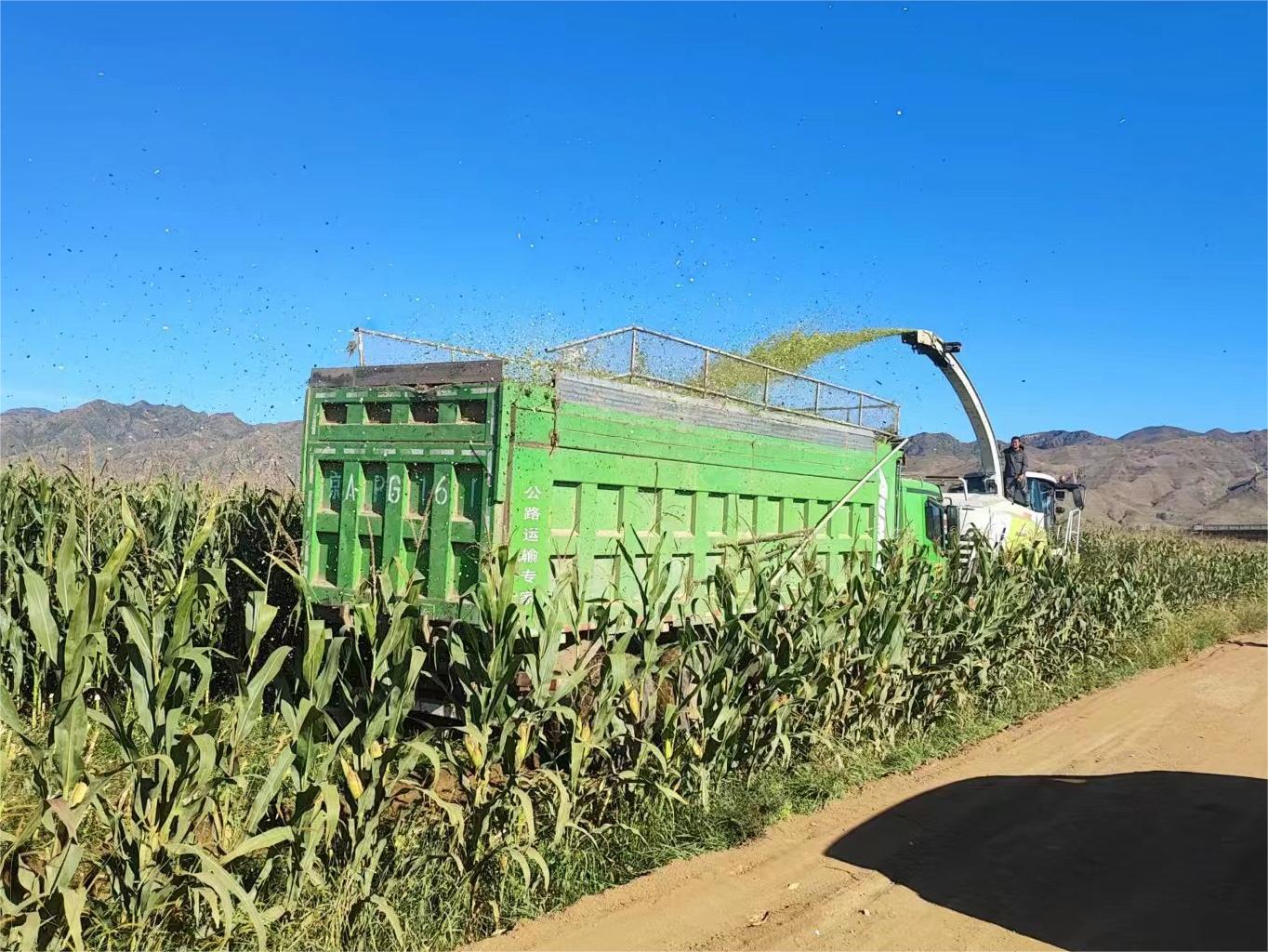 懷安縣高效節(jié)水示范種植基地5000畝青貯玉米開鐮收割 懷安縣高效節(jié)水示范種植基地5000畝青貯玉米開鐮收割