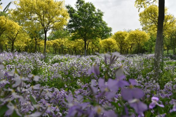 天津市東麗郊野公園PPP項(xiàng)目順利通過(guò)2022年上半年運(yùn)維績(jī)效考核 天津市東麗郊野公園PPP項(xiàng)目順利通過(guò)2022年上半年運(yùn)維績(jī)效考核